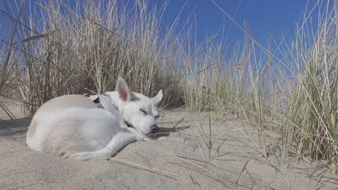 Dog having a rest Stock Footage 153621078