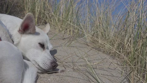 Dog having a rest. Stock Footage 153621096