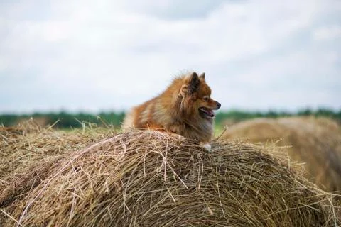 The dog in the hayloft Stock Photos