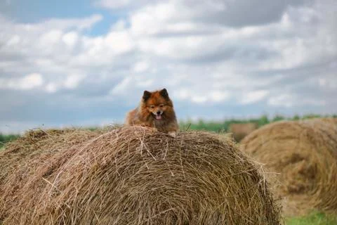The dog in the hayloft Stock Photos