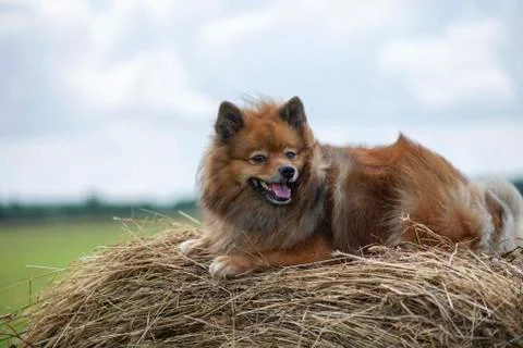 The dog in the hayloft Stock Photos