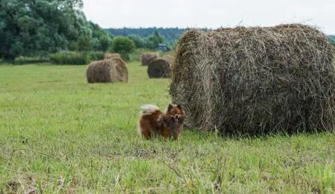 The dog in the hayloft Stock Photos