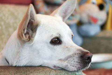 Dog head close-up Stock Photos