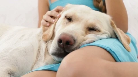Dog head closeup - with owner hands Stock Footage 86076288