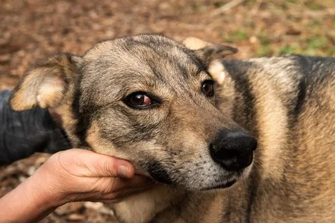 Dog head closeup Stock Photos