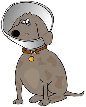 Dog with a head cone Stock Illustration
