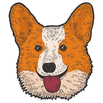 Dog head, corgi. Sketch scratch board imitation. Color vector. Stock Illustration