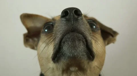 Dog head Stock Footage 40960108