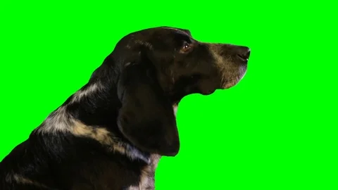 Dog head on a green screen Stock Footage 71326309