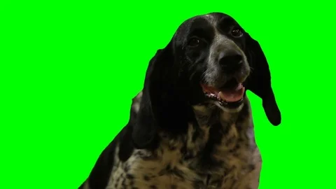 Dog head on a green screen Stock Footage 71361143