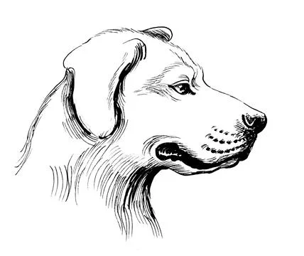 Dog head Illustrazione stock