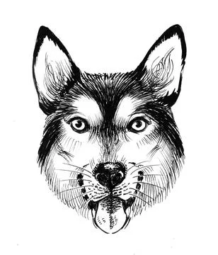 Dog head Stock Illustration