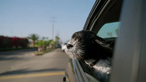 Dog with head out of car window in slow motion Stock Footage 183555344