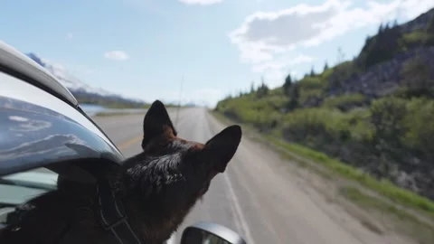 Dog with head out of car window feeling the wind on a road trip Vídeos de archivo 339069302