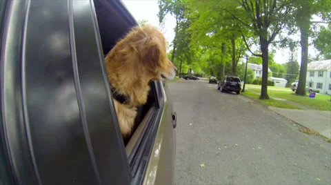 DOG, HEAD OUT WINDOW OF CAR Stock Footage 33521312