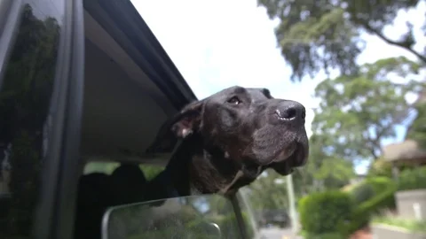 Dog with head out window Stock Footage 72003621