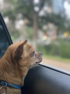 Dog with head out window Stock Photos