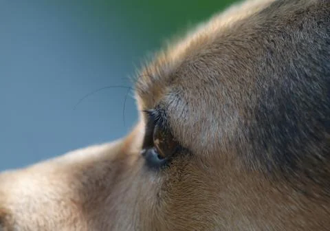 Dog head Stock Photos