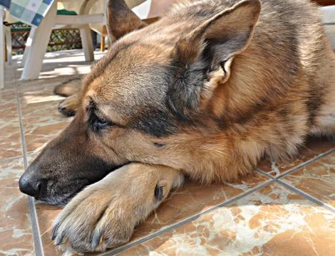 Dog head Stock Photos