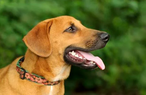 Dog Head Stock Photos