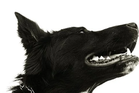 Dog head Foto stock