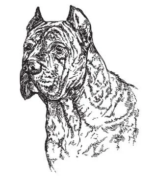 Dog head in profil vector hand drawing illustration Stock Illustration