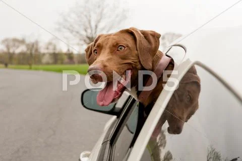 Dog With Head Sticking Out Of Car Window