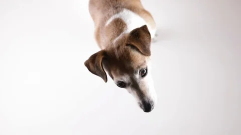 Dog head top view white video Stock Footage 124133071