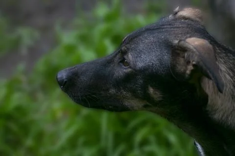 Dog head in the yard Stock Photos
