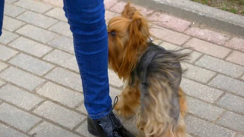 Dog heels back and forth between legs Stock Footage 95283842