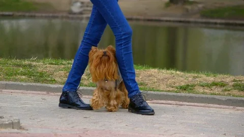 Dog heels back and forth between legs Stock Footage 95283863