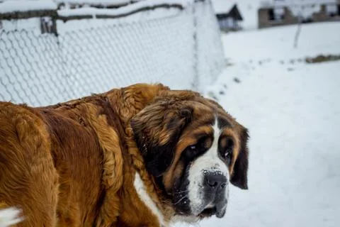 Dog helper Foto stock