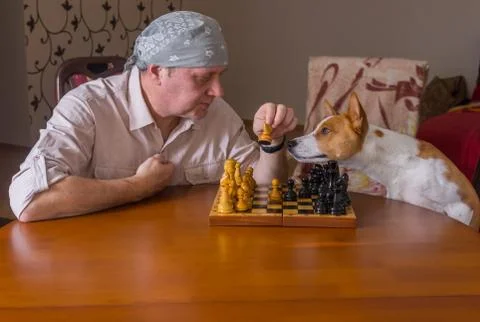 Dog helping master with move on a next move in chess game Stock Photos