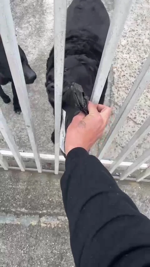 Dog Helps Delivers Package To Doorstep, Campo Comprido, Curitiba, Parana, Brazil 스톡 동영상 337559022