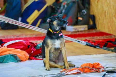 The dog helps pack the parachute into the backpack. Stock Photos