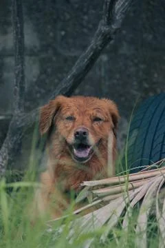 Dog in herb Foto stock