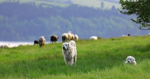 A dog is herding a flock of sheep in the mountains. Stock Footage 308470874