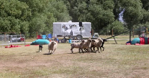 Dog herding sheep demonstration contest 4K Stock Footage 213458764