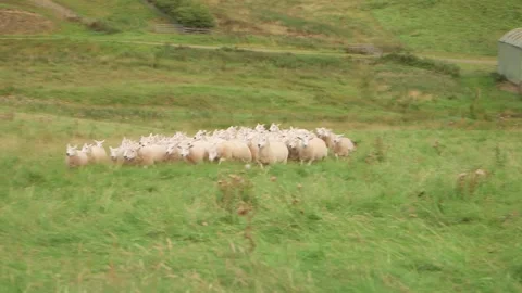 Dog herding sheep on field 2 Vídeo Stock 143734854