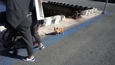 The dog hid Vídeo Stock 84346081