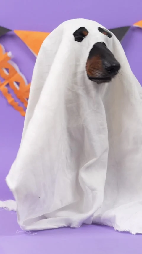 Dog hidden under a white sheet as a homemade ghost peeking out on purple Stock-Footage 346960002