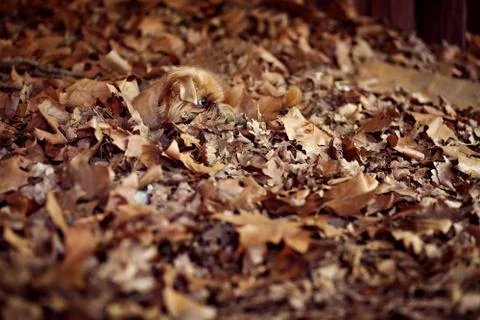 Dog hide Stock Photos