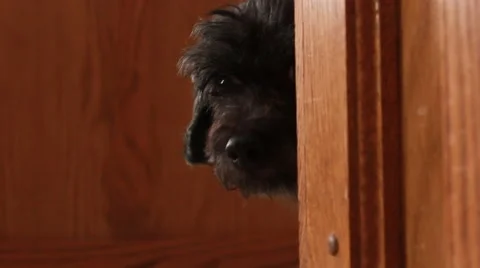 Dog hides behind corner and begins to come out Stock Footage 44021535