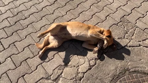 Dog hides face with paw, sunbathing, yawning Stock Footage 310397361