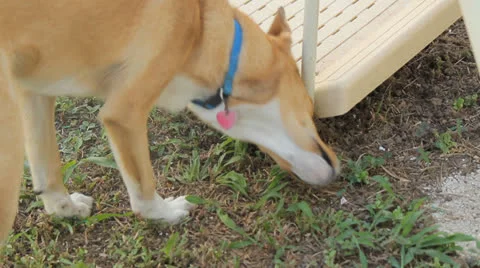 Dog hides hiding something Stock Footage 23048570