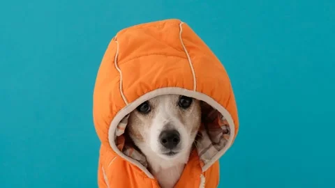 Dog hiding afraid Pets mental health excessive emotionality feelings insecurity Stock Footage 257535998