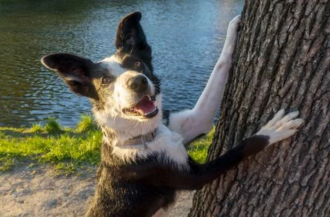 The dog is hiding behind a tree. Border Collie the lake shore in summer. a do Foto stock