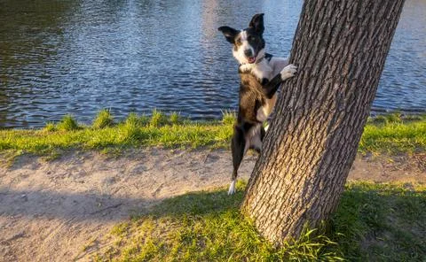 The dog is hiding behind a tree. Border Collie the lake shore in summer. a do Stock Photos