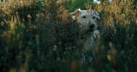 A dog hiding in the bush Stock Footage 77545404