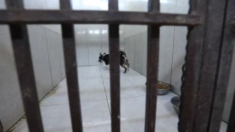 A dog is hiding in a cage 15 Stock Footage 314514070